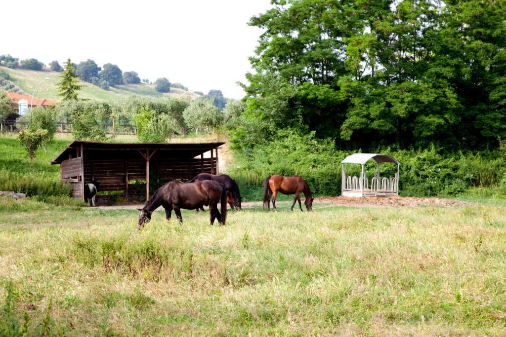 Agriturismo Villa Irelli Castellalto Екстер'єр фото